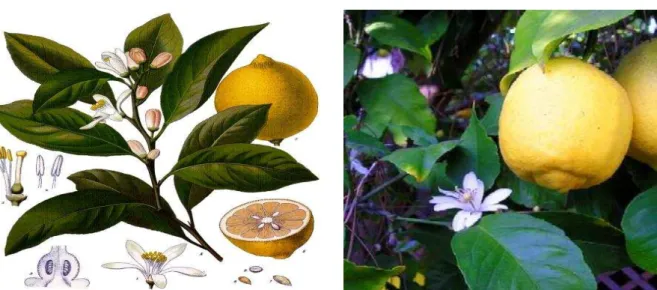 Figura 3. Citrus limom, imagens da planta. 
