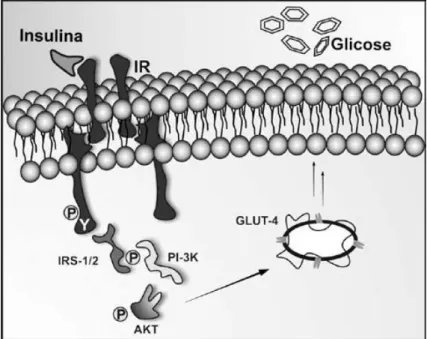 Figura n.º 2. Via de sinalização da insulina na captação de glicose. A insulina, ao ligar-se ao seu  receptor de membrana, promove a autofosforilação da subunidade beta  em resíduos de tirosina e  desencadeia  uma  cascata  de  sinalizações  que  convergem