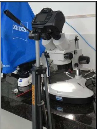Figura  4:  Máquina  NIKON  D-80  acoplada  ao  estereomicroscópio OLYMPUS (modelo SZ – CTV -  Japão)