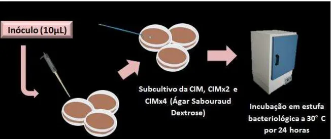 Figura  3:  Determinação  da  CFM  a  partir  da  inoculação  das  leveduras  testadas  em  ASD com as concentrações da substância teste referentes à CIM, CIMx2 e CIMx4 