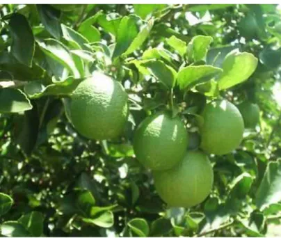 Figura 1 - Citrus limon Linn. 