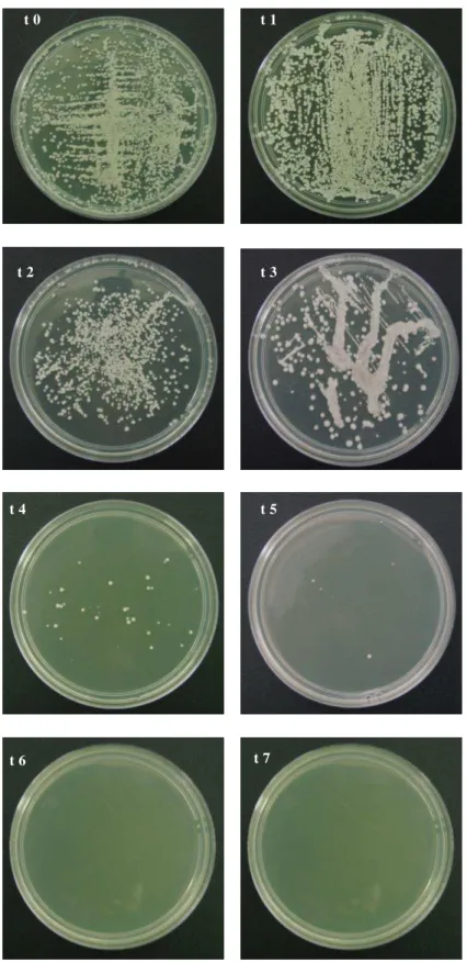 Figura 4 - Ensaio Cinética microbiana – cepa C. albicans ICB 12,  sob a ação do O. E. de C