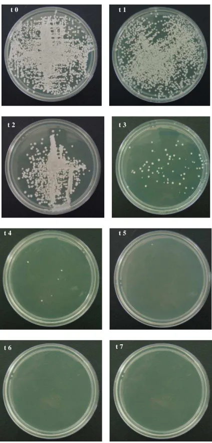 Figura 5 -  Ensaio Cinética microbiana – cepa C. albicans ICB 12,  sob a ação do O. E