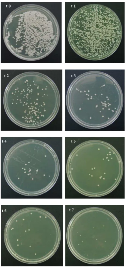 Figura  7  -  Ensaio  Cinética  microbiana  –  cepa  C.  albicans  ICB  12,  sob a ação do O