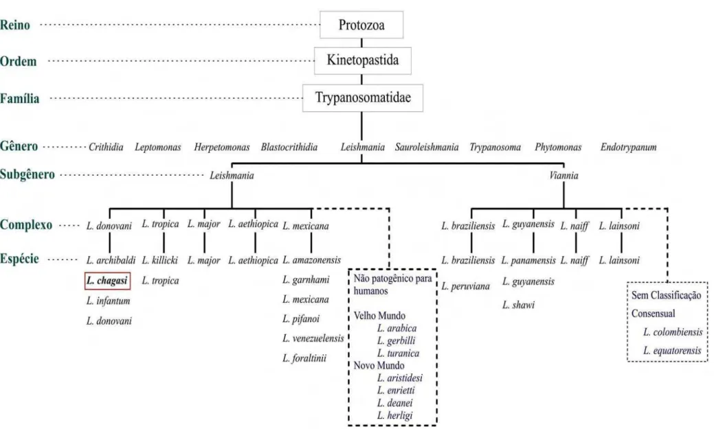 Figura  1  –  Taxonomia  do  gênero  Leishmania,  demonstrando  as  espécies  de  cada  complexo  e  ênfase  na  espécie  alvo  da  presente pesquisa