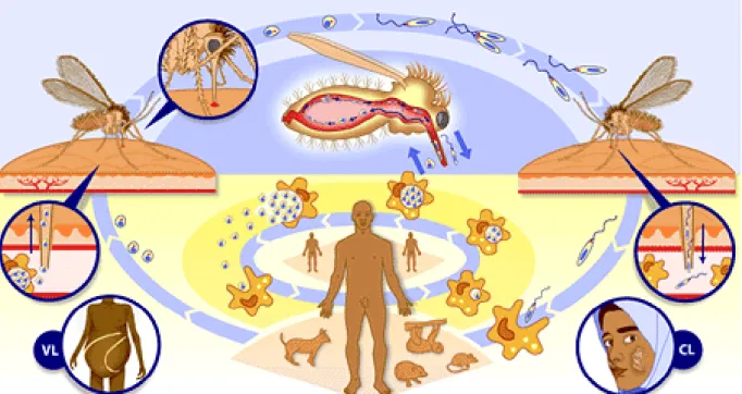 Figura  5  –  Imagem  esquemática  do  ciclo  de  vida  das  espécies  do  gênero  Leishmania
