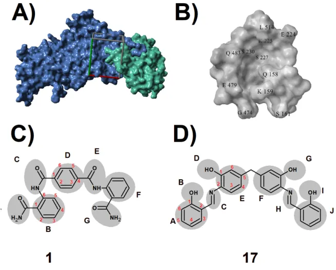 Figure 1.  A) Molecular surface of the protective antigen. The N-terminal portion cleaved prior to activation is colored green