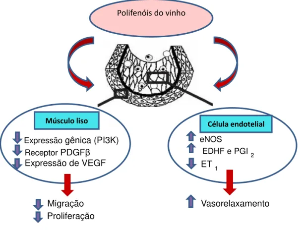 Figura 1: Efeitos de polifenóis sobre o endotélio vascular e células musculares lisas  (Adaptado de  DELL’AGLI et al.,  2004) Polifenóis do vinho