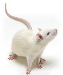 Figura 2  –  Rato Wistar (Rattus norvegicus) 