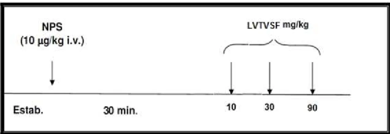 Figura 8  –  Representação esquemática do protocolo experimental para avaliação do efeito  de LVTVSF sobre PAM e FC em ratos normotensos não-anestesiados