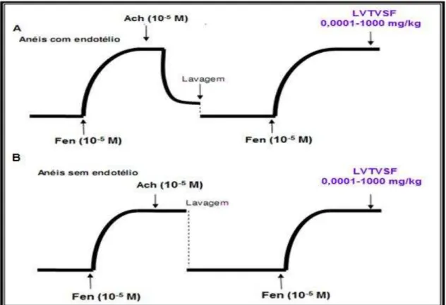 Figura 9  –  Protocolo  experimental para avaliação do efeito do LVTVSF na presença  e na  ausência do endotélio funcional
