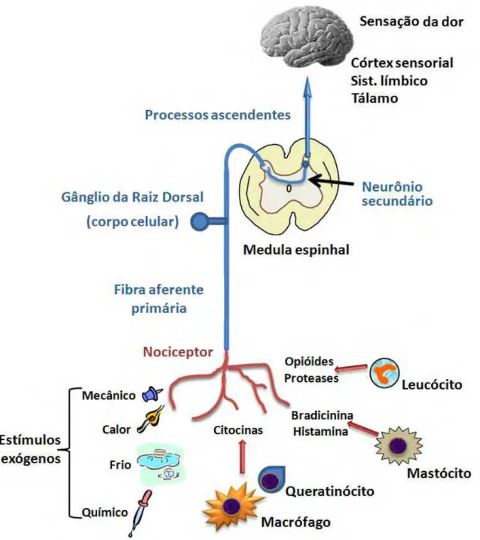 Figura 1 – As vias da nocicepão periférica. Os estímulos nocivos externos ou internos  podem ativar nociceptores periféricos que resultam na sensação de dor