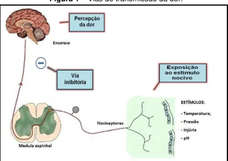 Figura 1  –  Vias de transmissão da dor. 