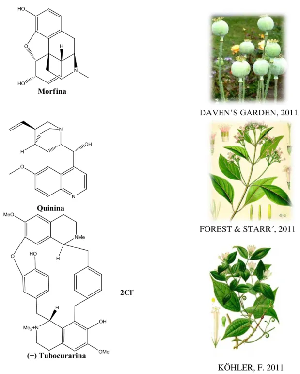 Figura  1.  Plantas  medicinais  utilizadas  desde  o  início  da  medicina  tradicional  e  seus  respectivos princípios ativos
