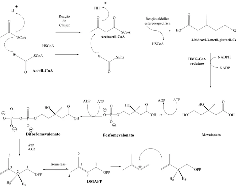 Figura  8.  Biossíntese  dos  terpenos  produzidas  em  seres  uni  e  pluricelulares