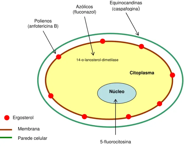 Figura 3. Ilustração dos mecanismos de ação dos antifúngicos. Esquema baseado na referência de  Mukherjee et al