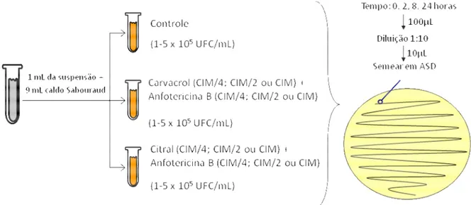 Figura 7. Estudo da associação do citral e do carvacrol com a anfotericina B. 