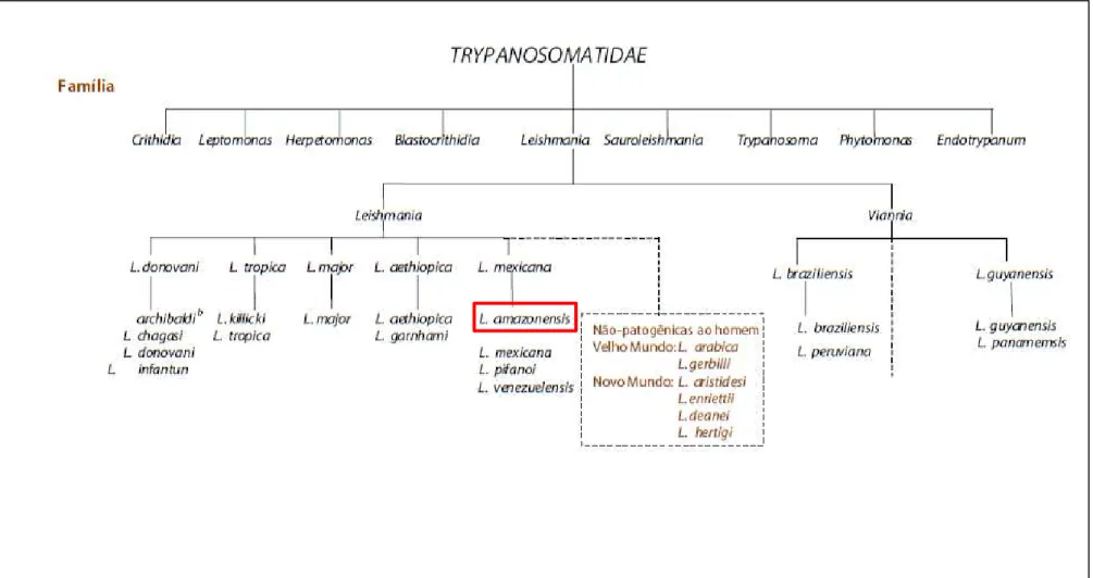 Figura 3- Taxonomia de Leishmania. 