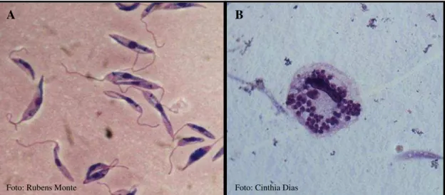 Figura 4- Fotomicrografia das duas formas morfológicas do gênero Leishmania. 