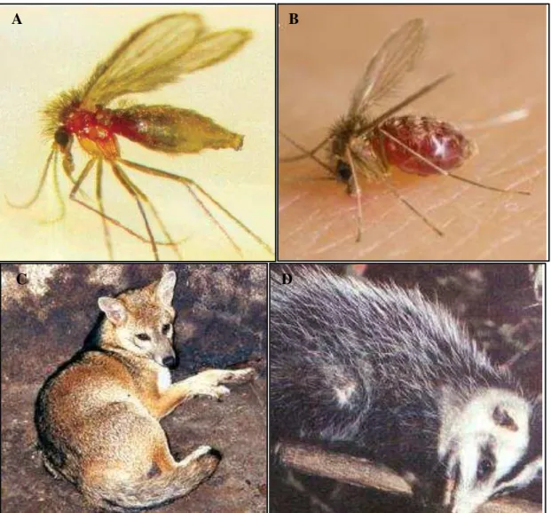 Figura 5  –  Hospedeiro invertebrado e reservatórios silvestres de Leishmania sp. 