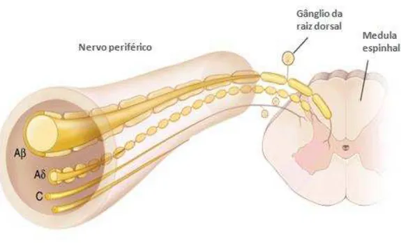 Figura 1. Fibras aferentes primárias (Fonte: Adaptado de FAUCI et al., 2008). 