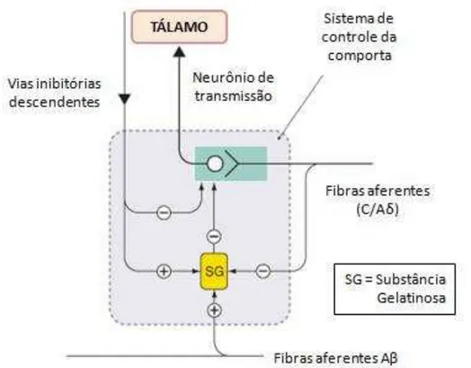 Figura 3. Teoria da comporta proposta por Melzack e Wall em 1965 (Fonte: Adaptado de RANG et al.,  2007).