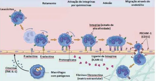 Figura  4.  Processo  de  migração  dos  leucócitos  (Fonte:  http://www.studyblue.com/notes/note/n/case- http://www.studyblue.com/notes/note/n/case-2/deck/2532289