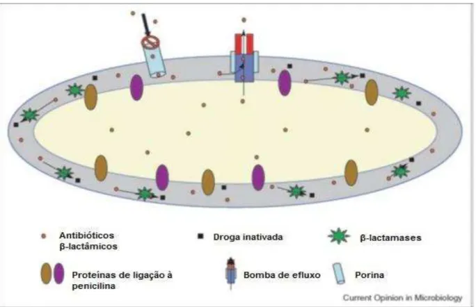 Figura  4  -  Mecanismos  de  resistência  aos  antibióticos  -lactâmicos  na  célula  bacteriana gram-negativa
