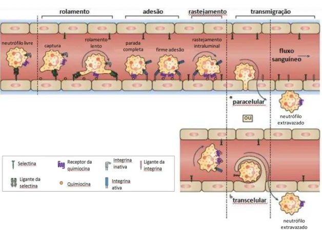 Figura 3: A cascata de recrutamento de neutrófilos clássico atualizado. 