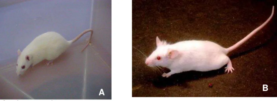 Figura 2  –  A = Rattus NAvegicus e B = Mus musculus 