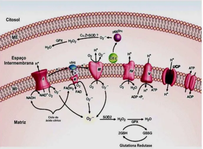 Figura 4  –  Representação esquemática da cadeia de transporte de elétrons mitocondrial e  produção de mitocondrial de ânion superóxido (O 2 -• )