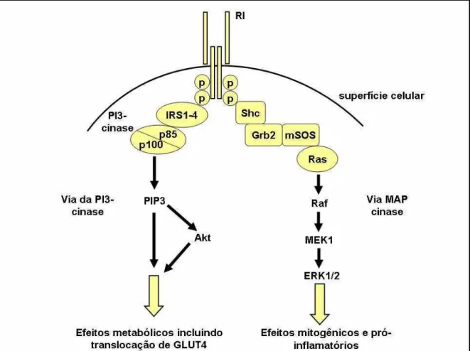 Figura 3 – As duas principais vias de sinalização insulínica 