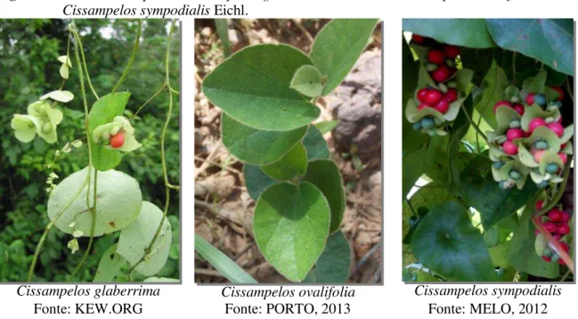 Figura 1  – Fotos das espécies Cissampelos glaberrima A.St.-Hil.,  Cissampelos ovalifolia DC., e  Cissampelos sympodialis Eichl