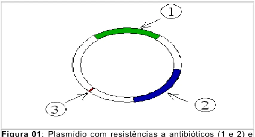 Figura  01: Plasm‡dio  com  resist„ncias  a  antibi€ticos  (1  e  2)  e  um ori (3).