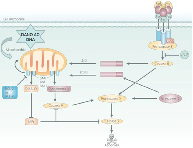 Figura 4: As duas principais vias apoptóticas. Na via mitocondrial o estresse celular  induz  a  translocação  de  membros  da  família  Bcl-2  pró-apoptóticos  do  citosol  para  a  mitocôndria, onde induzem a saída do citocromo c