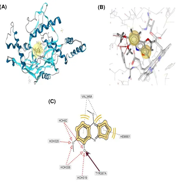 Figura 3.  Estudo de docking molecular da Esquimianina e NOS-II. 