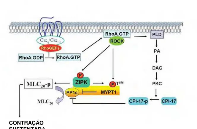 Figura  4  -  Sinalização  por  receptores  acoplados  a  proteína  G  durante  a  fase  sustentada da contração