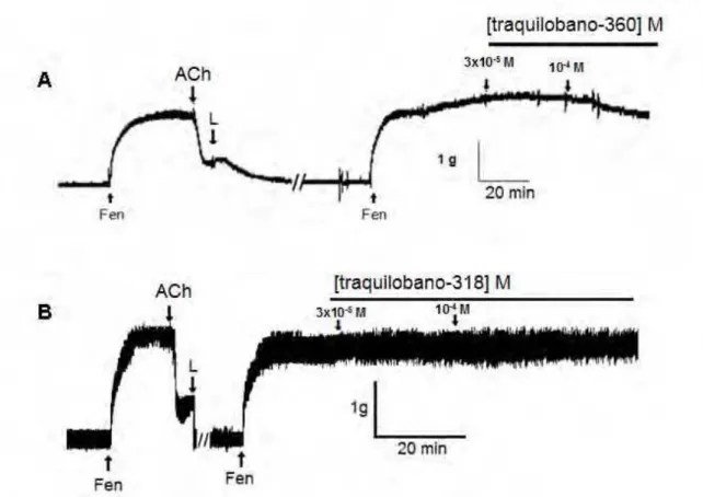 Figura 5  –  Registro original representativo do efeito do traquilobano-360 (A), e do  traquilobano-318 (B) na presença de endotélio funcional em aorta isolada de rato  pré-contraídas  por  fenilefrina  (Fen)  (n =  3)