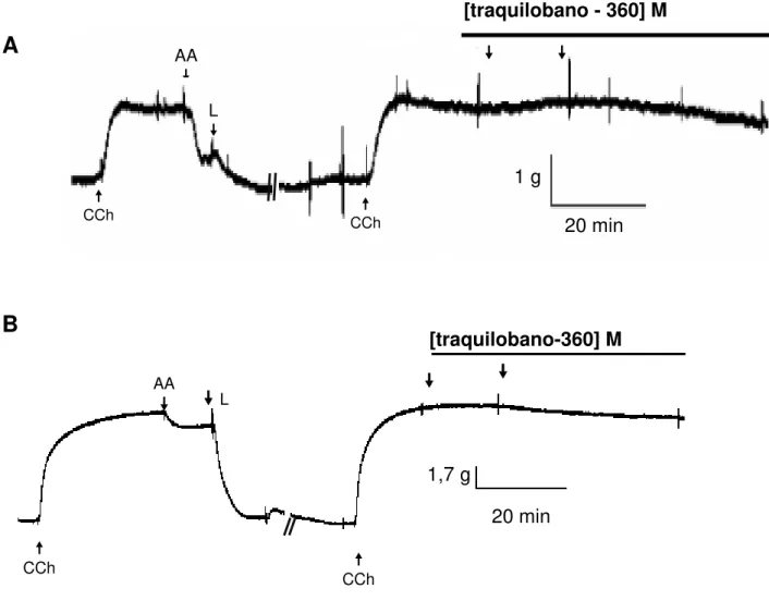Figura 7  –  Registros originais representativos do efeito do traquilobano-360 sobre  a traquéia pré-contraída por carbacol (CCh) na presença (A) e na ausência (B) de  epitélio  funcional  (n  =  3)