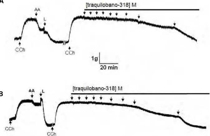 Figura 8  –  Registros originais representativos do efeito do traquilobano-318 sobre  a traquéia pré-contraída por carbacol (CCh) na presença (A) e na ausência (B) de  epitélio  funcional  (n  =  5)
