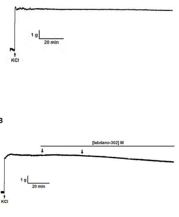 Figura  5.  Registros  originais  representativos  do  efeito  do  labdano-302  sobre  as  contrações tônicas induzidas por 60 mM de KCl, na ausência (A) e na presença  do labdano-302 (B), em útero isolado de rata