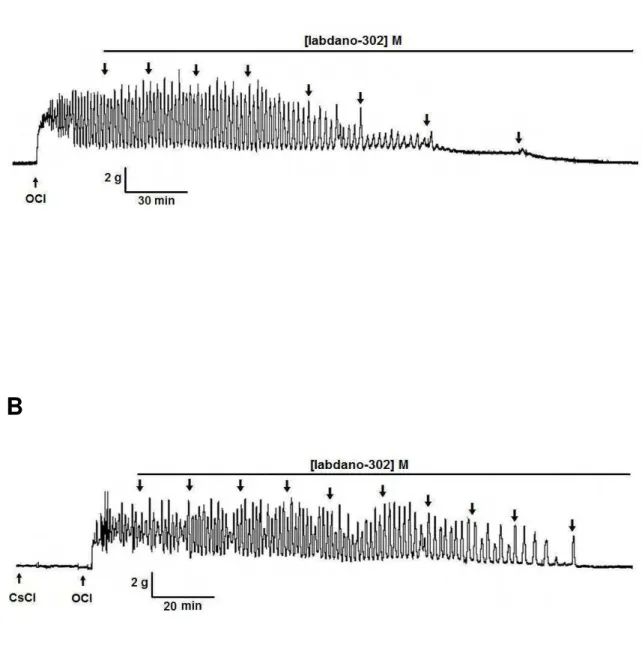 Figura  7.  Registros  originais  representativos  do  efeito  relaxante  do  labdano-302  sobre as contrações tônicas induzidas por 10 -2  UI/mL de ocitocina na ausência (A)  e  na  presença  de  5 mM  de  CsCl  (B),  em  útero  isolado  de  rata