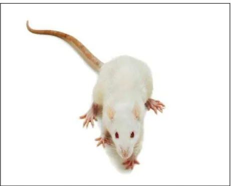 Figura 5: Rato Wistar (Rattus novergicus) 