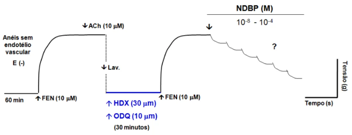 Figura 9: Representação esquemática do protocolo experimental para estudo do efeito de  concentrações crescentes do NDBP (10 -8  a 10 -4  M) em anéis de artéria mesentérica superior 