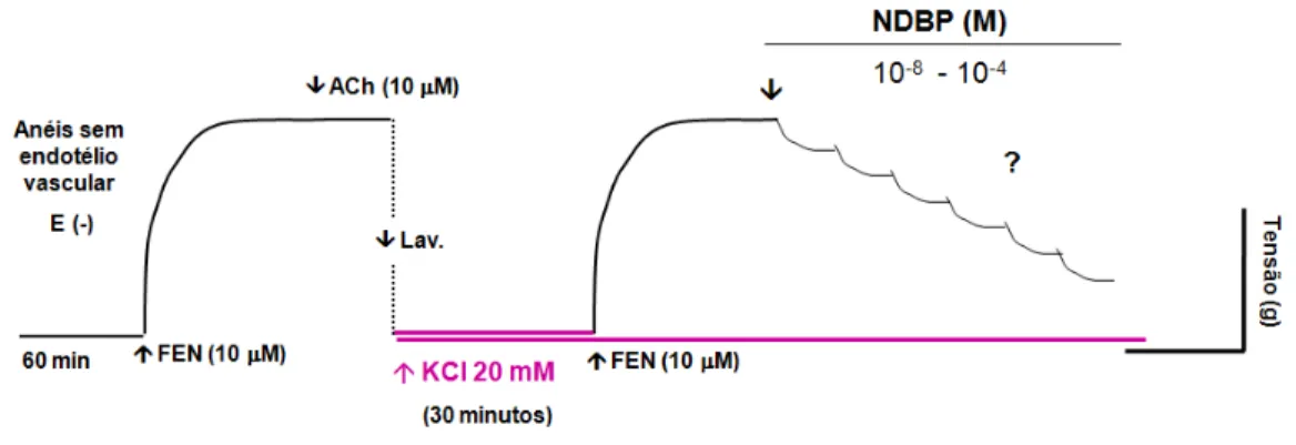 Figura 10: Representação esquemática do protocolo experimental para estudo do efeito de  concentrações crescentes do NDBP (10 -8  a 10 -4  M) em anéis de artéria mesentérica superior  isolada de rato sem endotélio funcional e pré-contraídos com FEN (10 M)