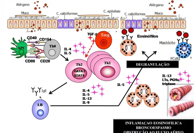 Figura 3. Características do mecanismo imunológico da asma alérgica 