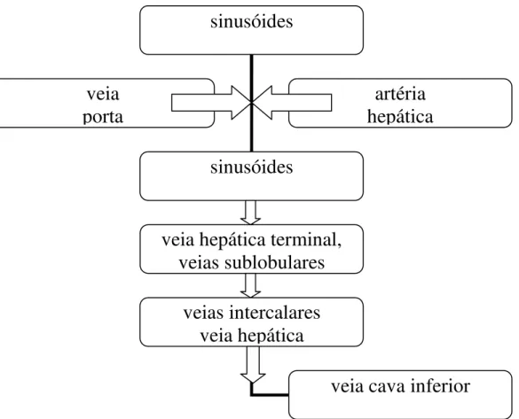 Figura  1.  Representação  da  circulação  hepática.  Sinusóides  recebem  sangue  arterial  (da  artéria  hepática)  e  venoso  (da  veia  porta),  que  se  misturam  e  seguem  para  a  veia  cava  inferior, passando por segmentos venosos intermediários