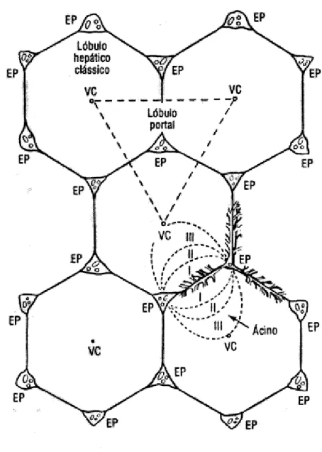 Figura  2  -    Representação  da  estrutura  lobular  hepática,  de  acordo  com  o  conceito  de  Rappaport (JUNQUEIRA et al., 1990).