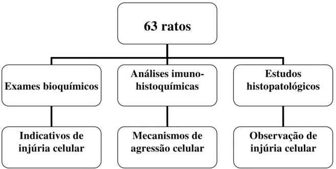 Figura 5 – Procedimentos utilizados no modelo experimental e seus  respectivos objetivos