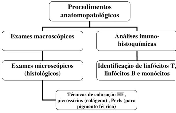 Figura  6  –   Organograma  para  orientação  dos  estudos  anatomopatológicos  e  imuno- imuno-histoquímicos realizados  no modelo experimental 